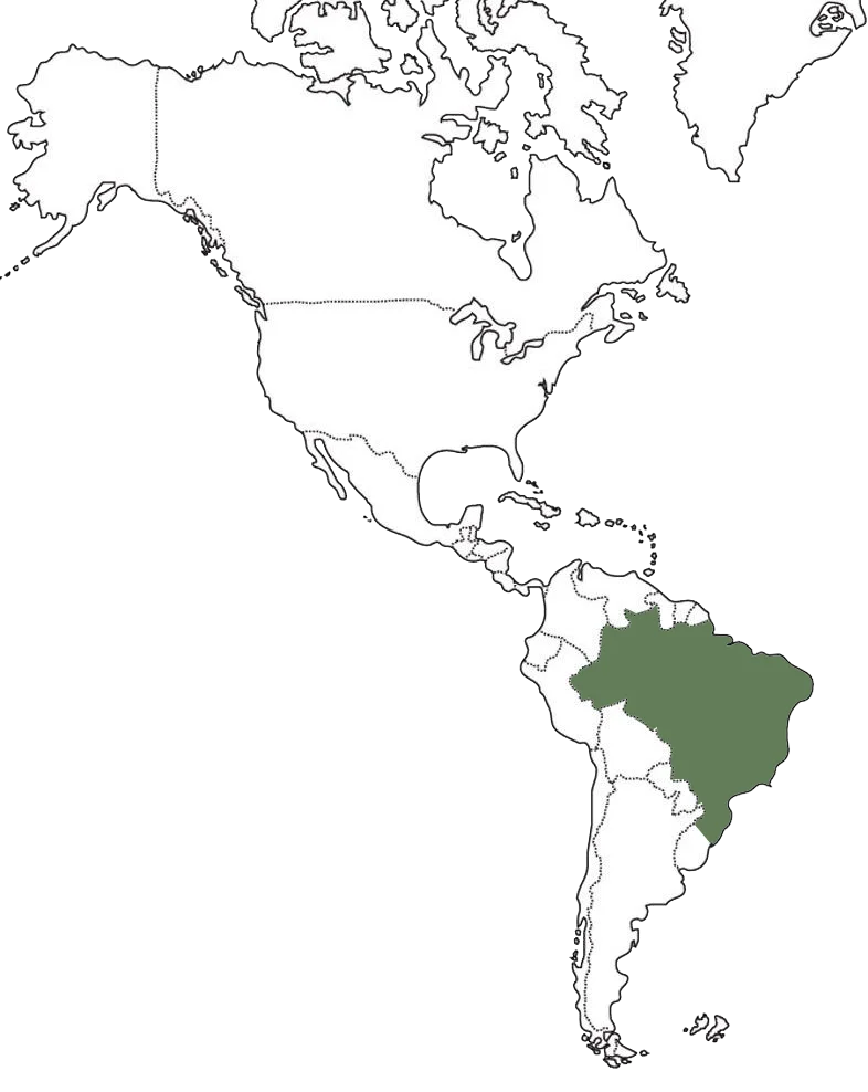 brasil