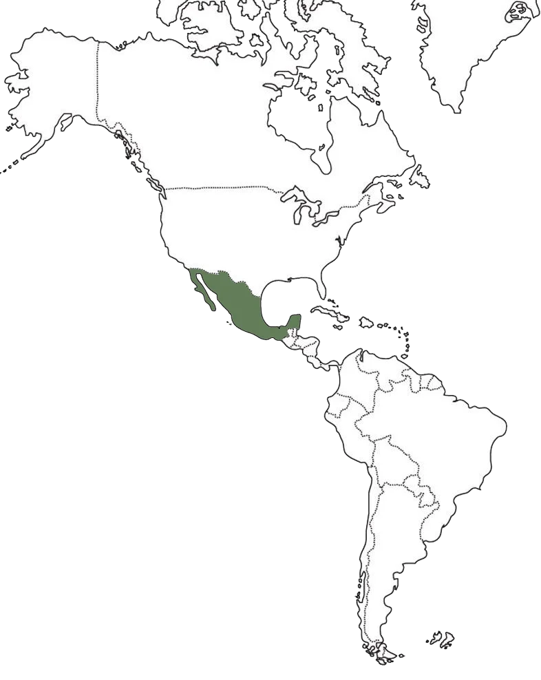mexico